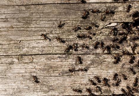 קיימות דרכים להיפטר מדבורים